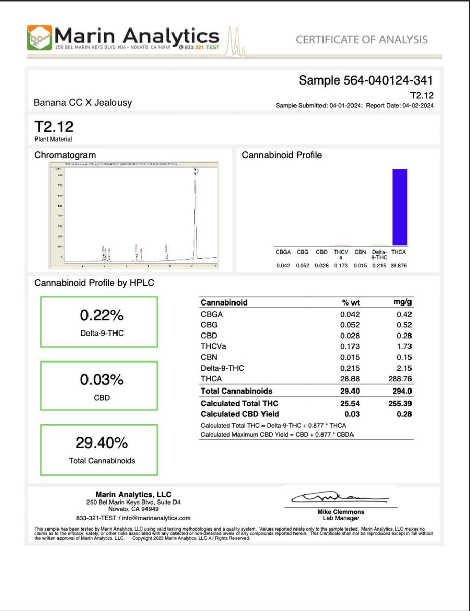 Banana Cream Cake x Jealousy THCA Flower Uppercut Culture